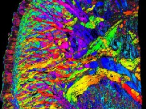 image from Student Research Assistant